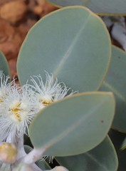 Eucalyptus pleurocarpa