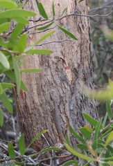 Eucalyptus pleurocarpa