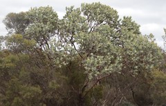 Eucalyptus pleurocarpa