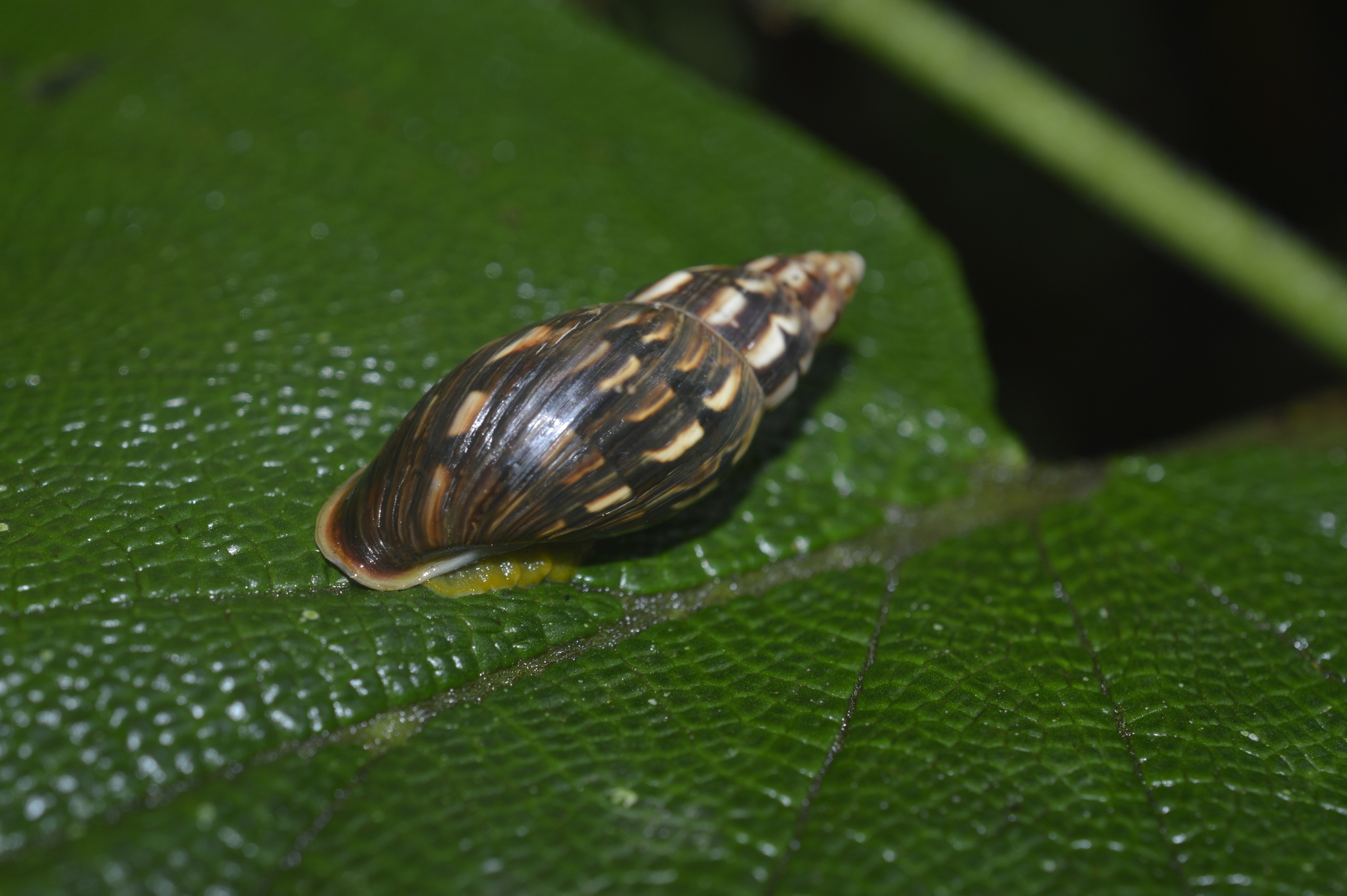 Bulimulidae image