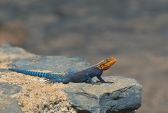 Agama lionotus