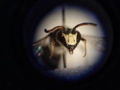 Hylaeus hyalinatus