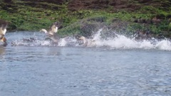 Tachyeres leucocephalus