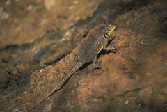 Agama lionotus