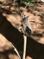 Pachylis argentinus