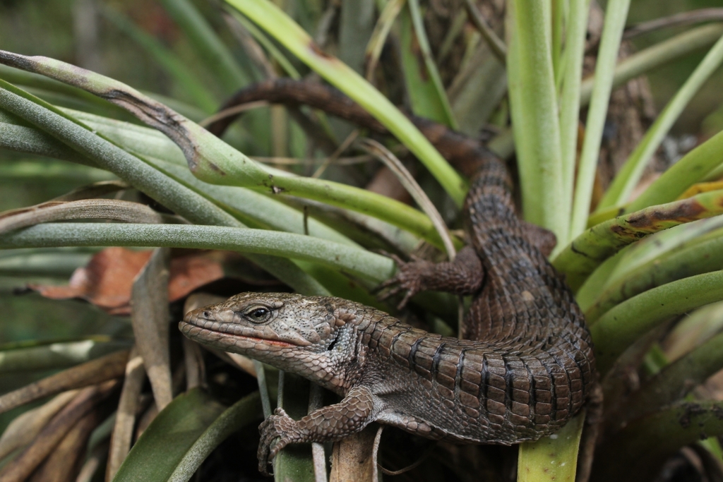 Red-Lipped Arboreal Alligator Lizard