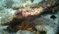Epinephelus guttatus