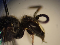 Hylaeus hyalinatus
