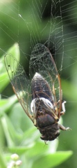 Gelidea torrida