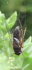 Gelidea torrida