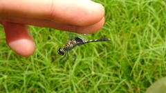 Erythrodiplax basalis