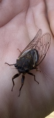 Gelidea torrida