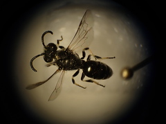 Hylaeus hyalinatus