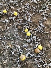 Cucurbita foetidissima