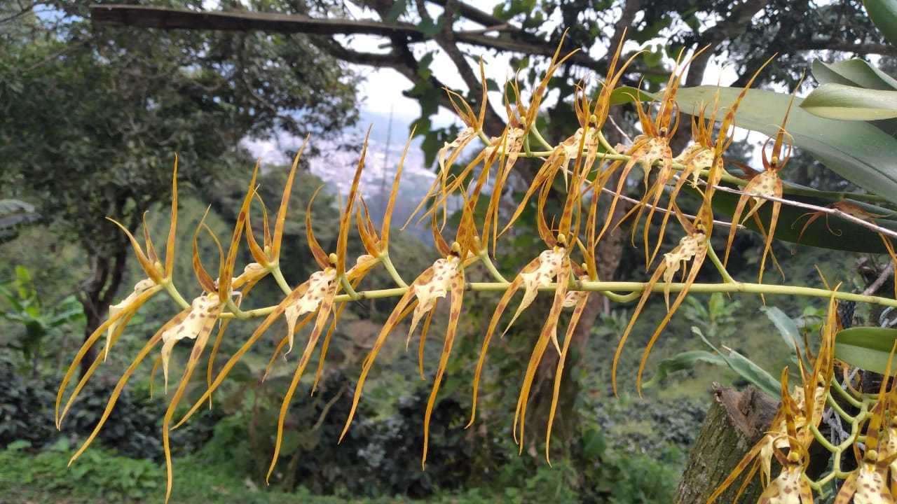 Brassia arcuigera Rchb.f. 3