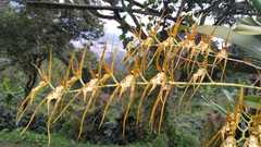 Brassia arcuigera