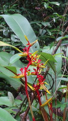 Heliconia richardiana