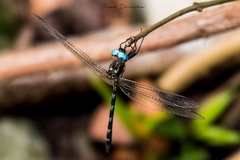 Macrothemis celeno