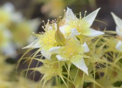 Calytrix asperula
