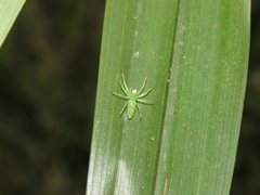 Lyssomanes pauper