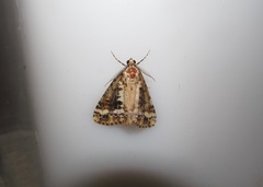 Pseudocoremia leucelaea