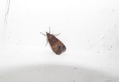 Eudonia asterisca