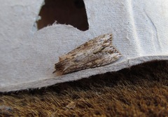 Ichneutica mollis
