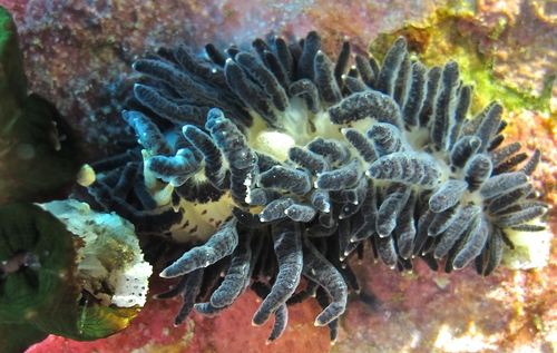 Cup Coral Nudibranch — seen at this dive site