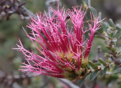 Melaleuca anisandra