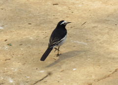 Motacilla alba