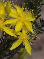 Calytrix flavescens
