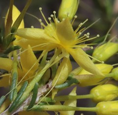 Calytrix flavescens