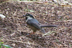 Aegithalos concinnus