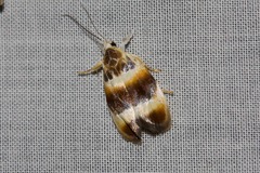 Piloprepes anassa