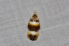 Piloprepes anassa