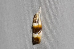 Piloprepes anassa