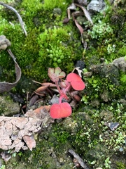 Pterostegia drymarioides