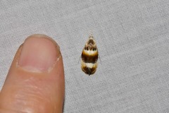 Piloprepes anassa