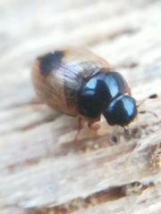 Cercyon unipunctatus