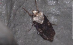 Agrotis puta