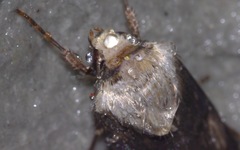 Agrotis puta