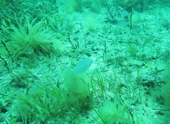 Parequula melbournensis