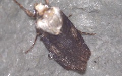Agrotis puta
