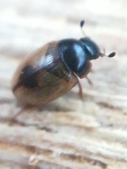 Cercyon unipunctatus