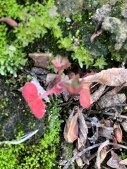 Pterostegia drymarioides