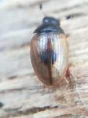 Cercyon unipunctatus