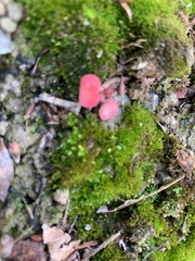 Pterostegia drymarioides