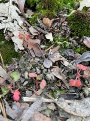 Pterostegia drymarioides