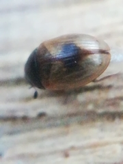 Cercyon unipunctatus