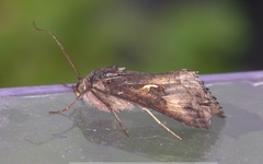 Autographa gamma
